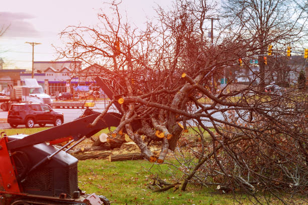 Best Seasonal Cleanup (Spring/Fall)  in Westwood Shores, TX