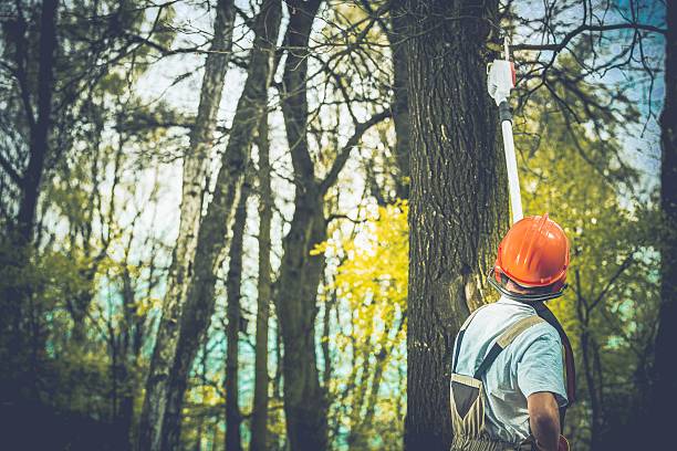 How Our Tree Care Process Works  in  Westwood Shores, TX